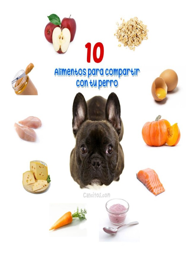 Lista 97+ Imagen con que puedo mezclar el alimento de mi perro Mirada tensa