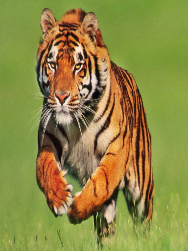 Lista 93+ Imagen de fondo cuál es el animal más peligroso de la selva Mirada tensa