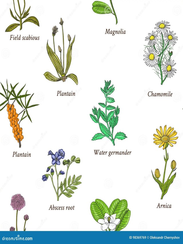 Lista 101+ Imagen dibujos de plantas medicinales con sus nombres en español Alta definición completa, 2k, 4k