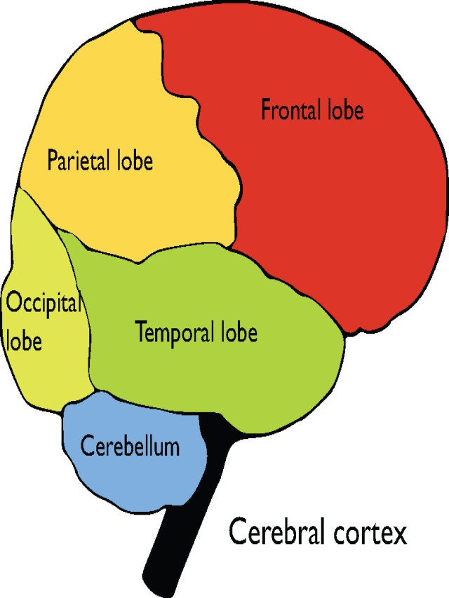 Álbumes 97+ Imagen de fondo frontal parietal temporal y occipital Alta definición completa, 2k, 4k