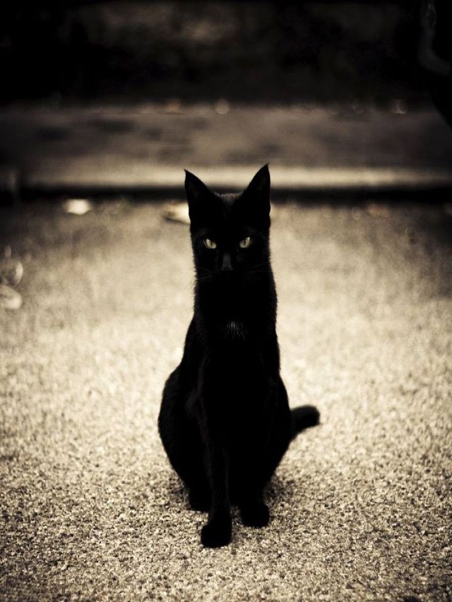 Arriba 96+ Imagen de fondo imagen de un gato negro Lleno
