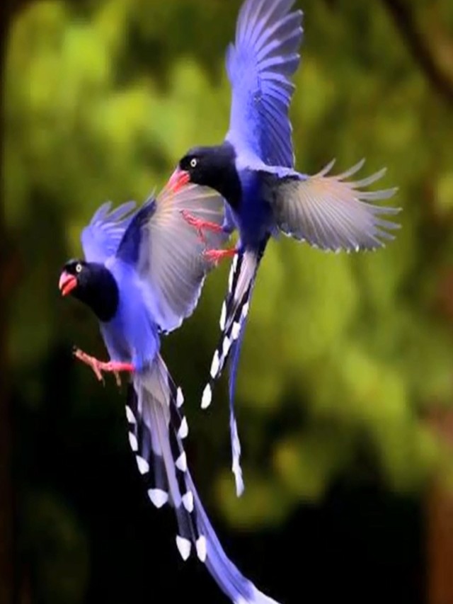 Lista 94+ Imagen de fondo imágenes de aves hermosas volando Actualizar