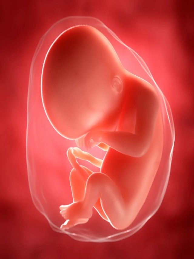 Lista 102+ Foto imagenes de bebés de 5 meses en el vientre Alta definición completa, 2k, 4k