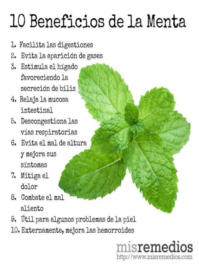Lista 93+ Imagen de fondo para que sirve el mohuite como planta medicinal Cena hermosa