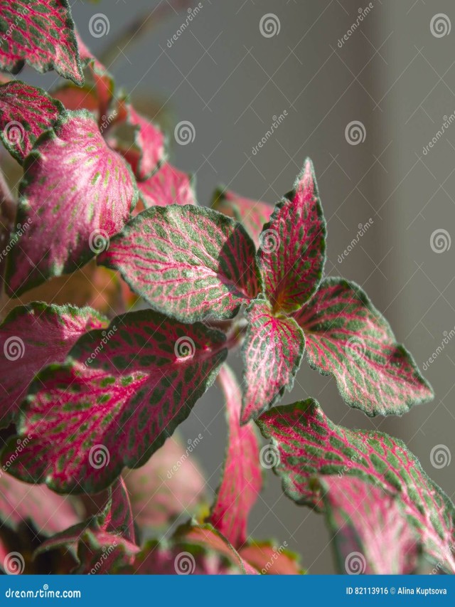 Sintético 95+ Imagen de fondo plantas con hojas verdes y rosas Actualizar